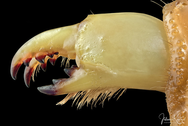 Scorpion Chelicera (Crop)