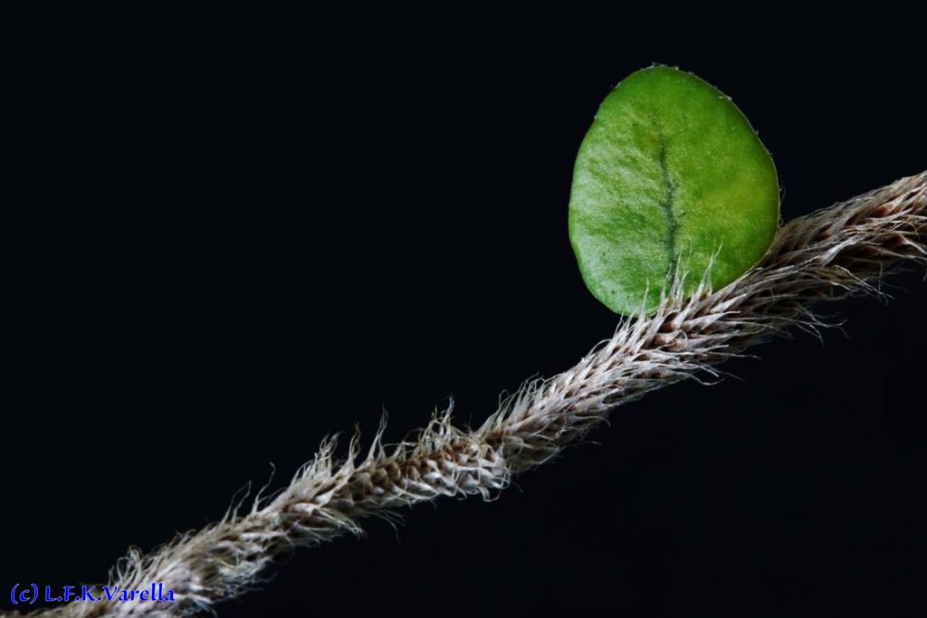 cipó-cabeludo (Micrograma vacciniifolia) | Luiz Filipe Varella | Flickr