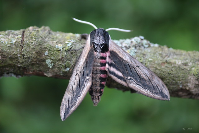 Privet Hawk moth *Explored*