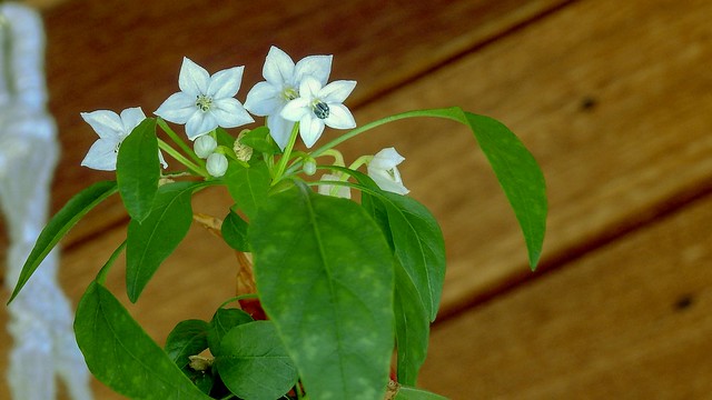 Flores da pimenteira ornamental (série com 3 fotos)  //  Ornamental pepper blossoms (series with 3 photos)