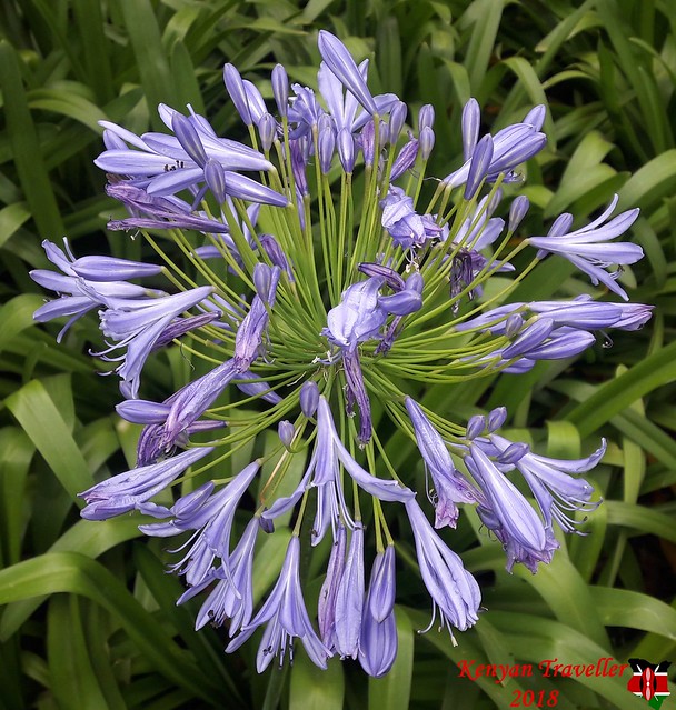 Agapanthus Africanus (Lilly of the Nile)