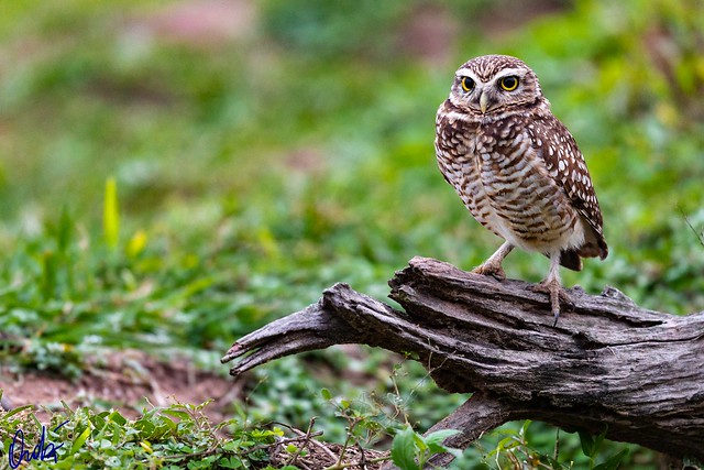 Lechuza de las vizcacheras - Burrowing owl (Athene cunicularia)