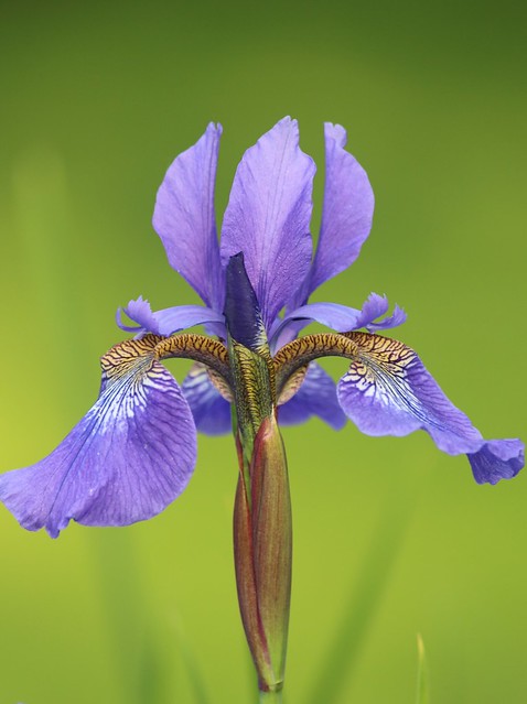 Iris Siberica