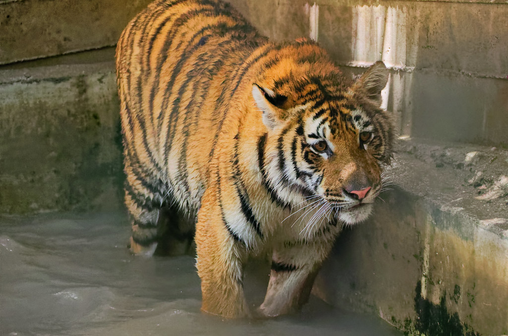 Bengal Tiger Revisited