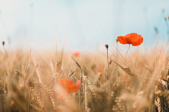 barley with red poppy