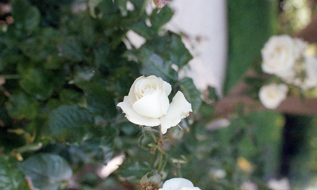 White rose ETS 9-17 MN 55