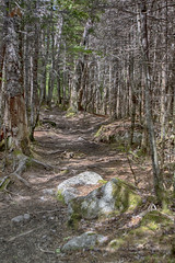 Nichols Lake Trail