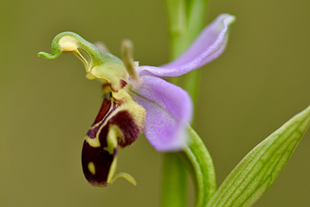 Bee orchid (ophrys Apifera)