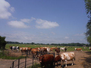 Large Field, Large Cattle Herd (Fristling Hall) SWC Walk 158 - Ingatestone to Battlesbridge or Wickford