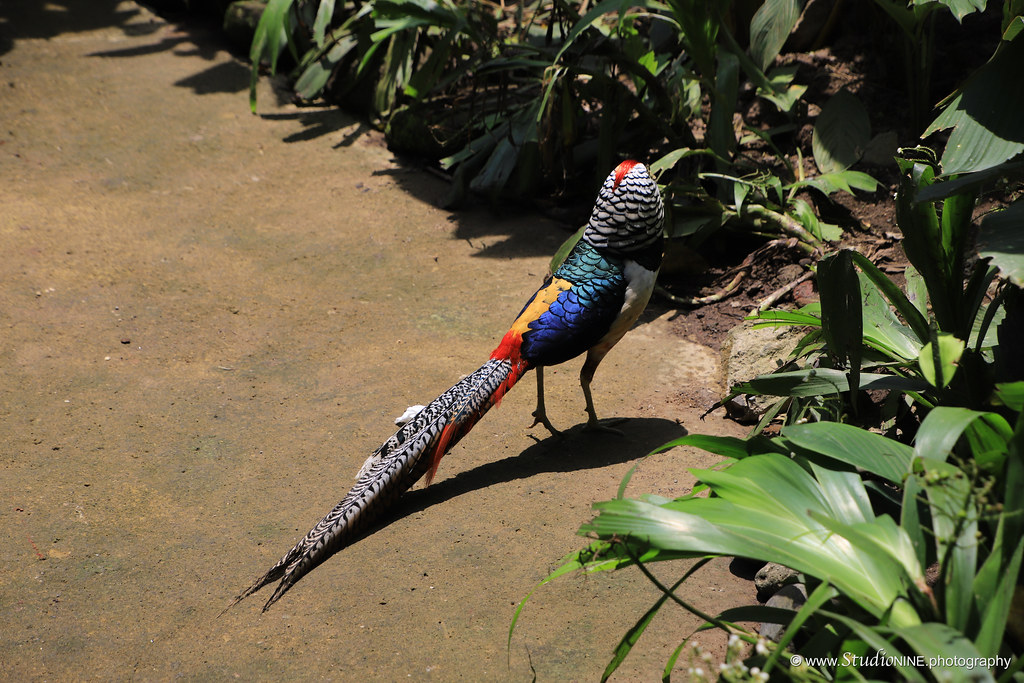 Bird Park Gianyar, Bali, Indonesia