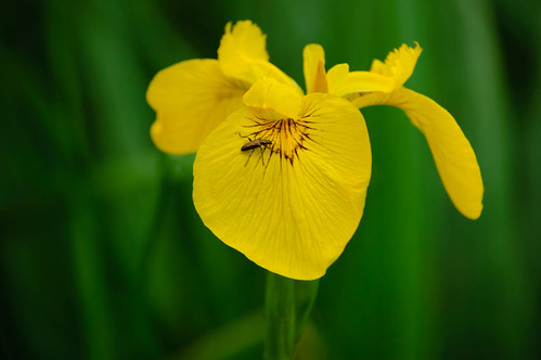 Flag iris flower (plus tiny bronze beetle)