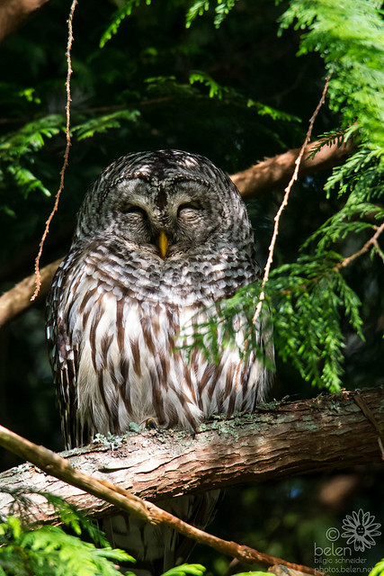 The Many Faces of Owl: Sleepy