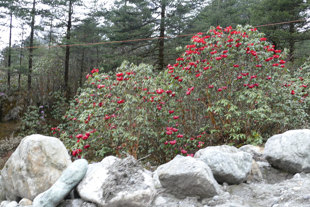 Shingba Rhododendron Sanctuary, Sikkim