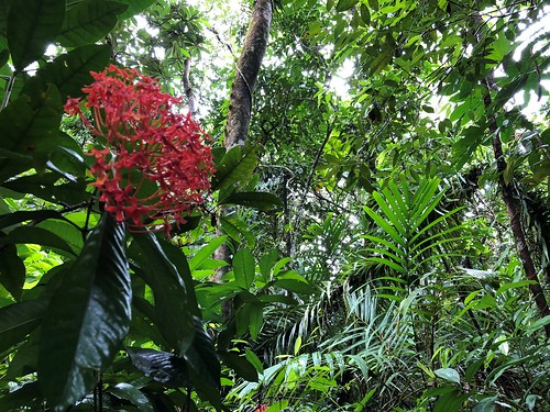 Fri, 05/25/2018 - 13:39 - Ngardok Nature Reserve, Palau