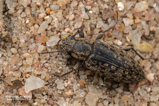 Darkling beetle (Imatismus sp.) - DSC_2190