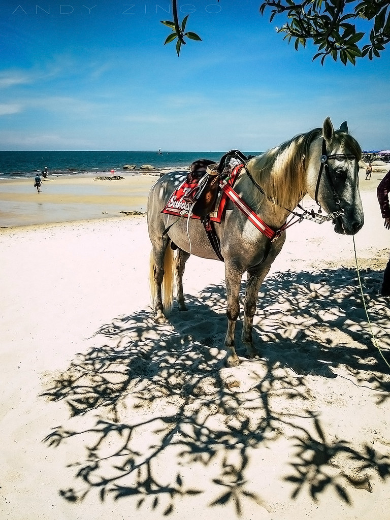 ' Beach Horse Riding ' | Hua Hin © Andy Zingo | Andy Zingo | Flickr