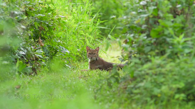 [Explored] 2018-06-05 Eye Contact (video of wild Bobcat)