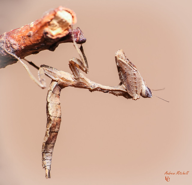 Acanthops erosula (Peruvian Leaf Mantis)