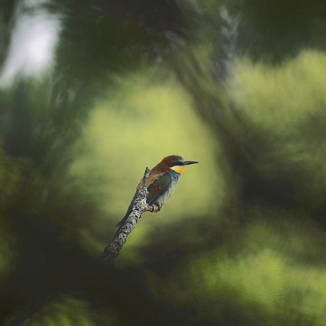 Bee-eater with a bokeh effect