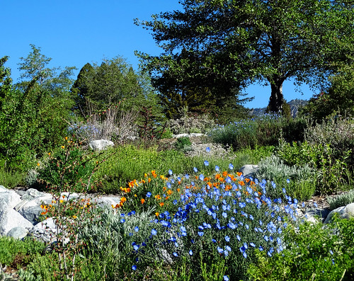 Spring Day and Wild Flowers, Oak Glen, CA 5-18