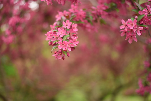 Pink Crabapple Flowers