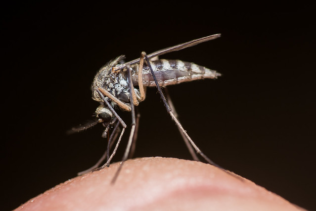 Aedes (Ochlerotatus) intrudens