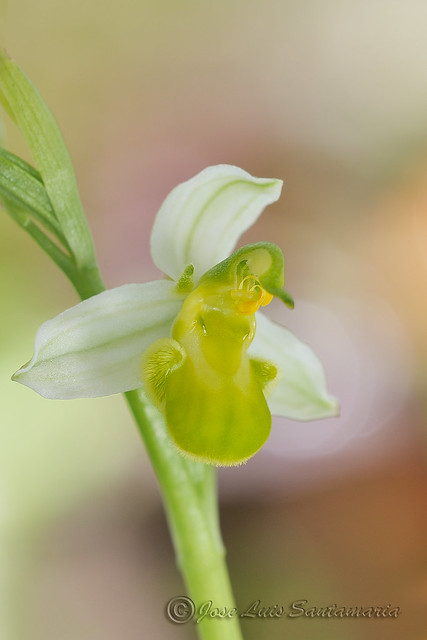 Ophrys apifera flavescens