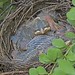 Flickr photo 'American Robin - Turdus migratorius' by: crookrw.