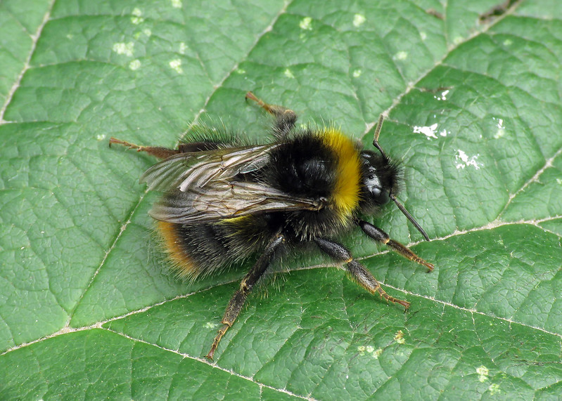 Bombus pratorum - Early Bumblebee [A]