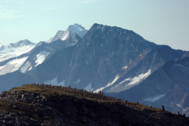 d0503081 | Aufstieg zum Hohen Riffler; Blick über das Petersköpfl mit seiner Legion Steinmänner zum Großen Möseler (3480 m) und zum Großen Greiner (3201 m). Zillertaler Alpen, 18.07.2005