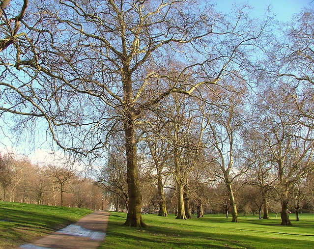 Green Park - Trees - March 3rd 2007