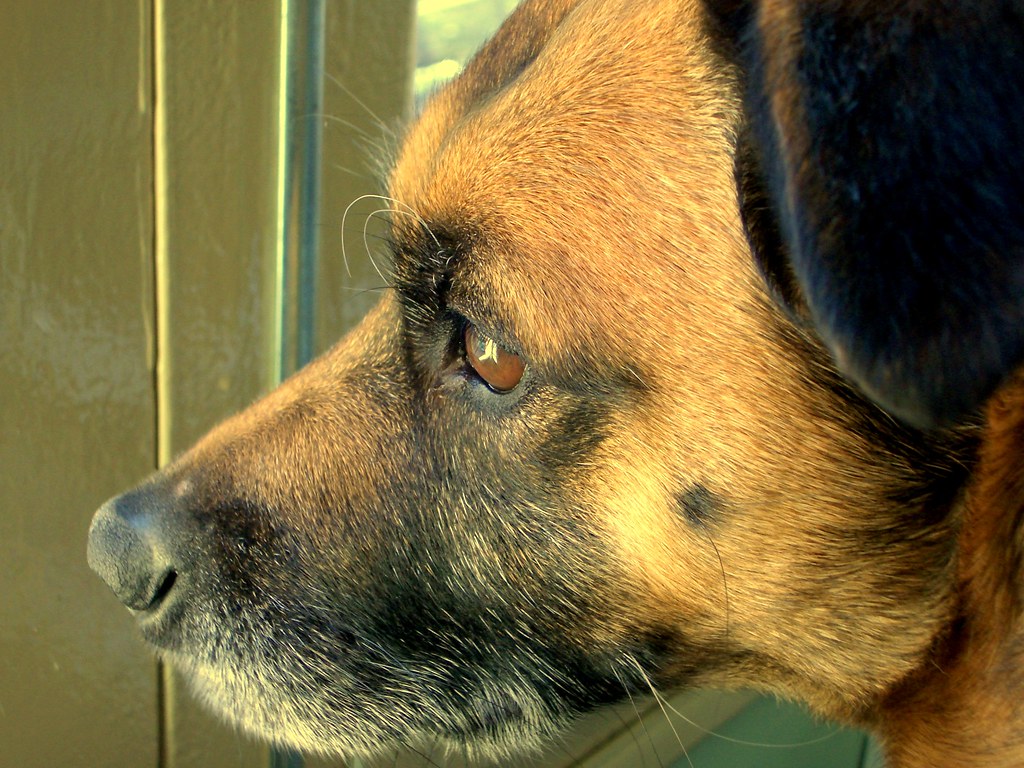 | Mi perro un serio: desconozco el porqué,… | Flickr