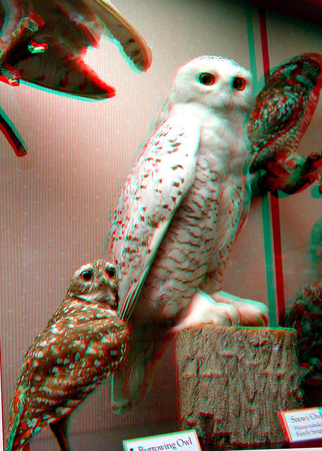 OWLS in museum display in Anachrome 3D