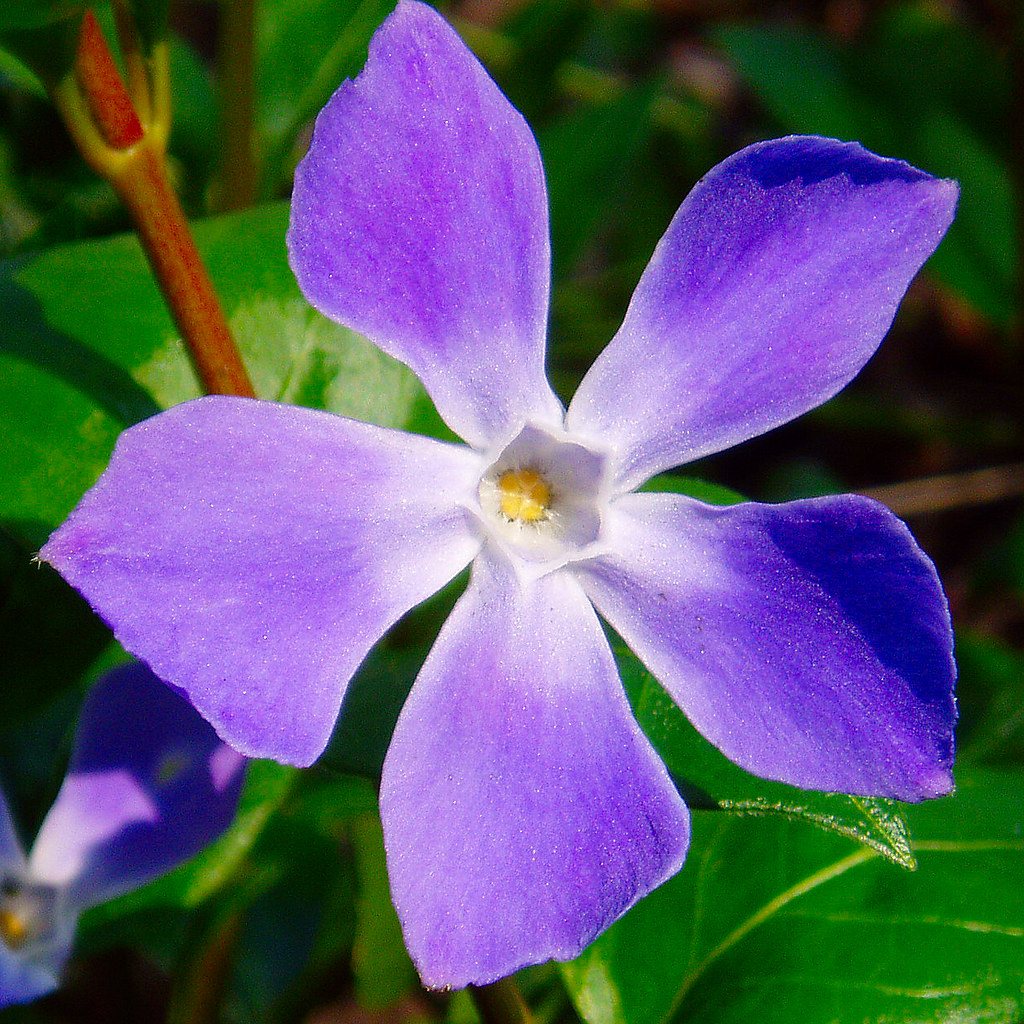 Periwinkle | Colin Howley | Flickr