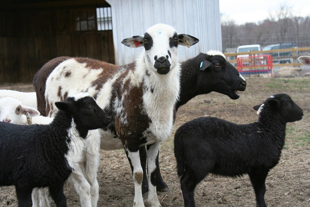 Katahdin Sheep - Brown Barn Farm