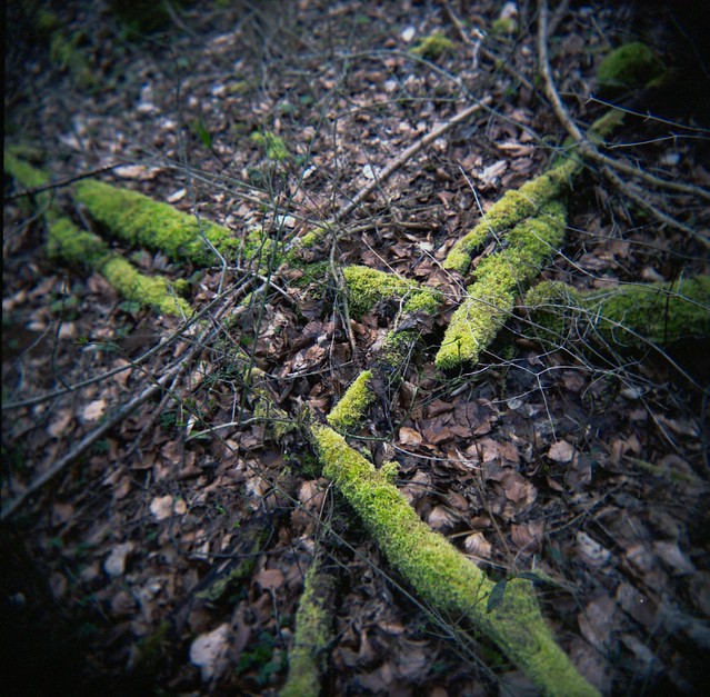 Moss on Wood - Holga Version 1