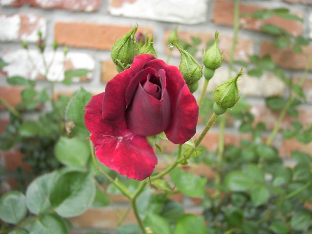 Blood Red Rose | Awesome! | Kathy Hardy | Flickr