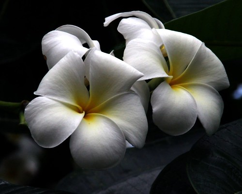 Frangipani Flowers by whoops vision