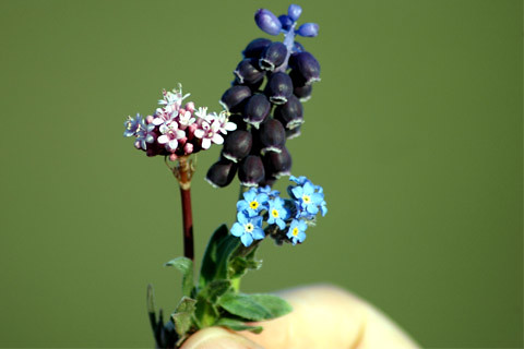 flowers miniature