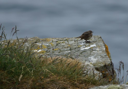 bird nature wildlife wick scotland