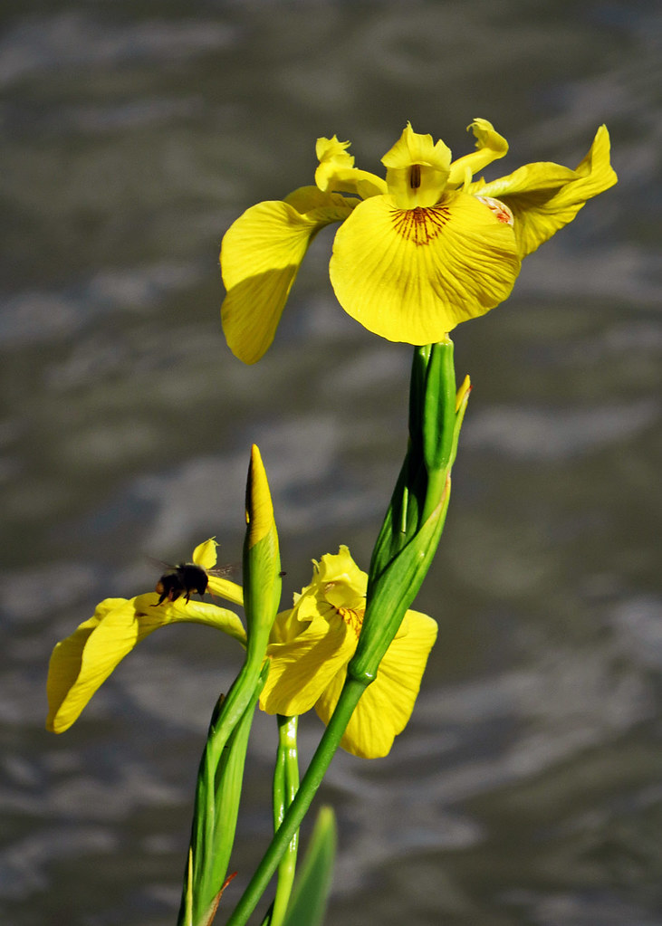 Yellow swamp iris
