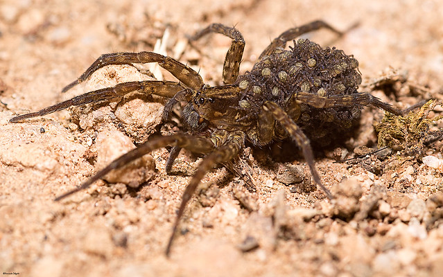 Aranha-lobo com Prole | Wolf Spider with spiderlings