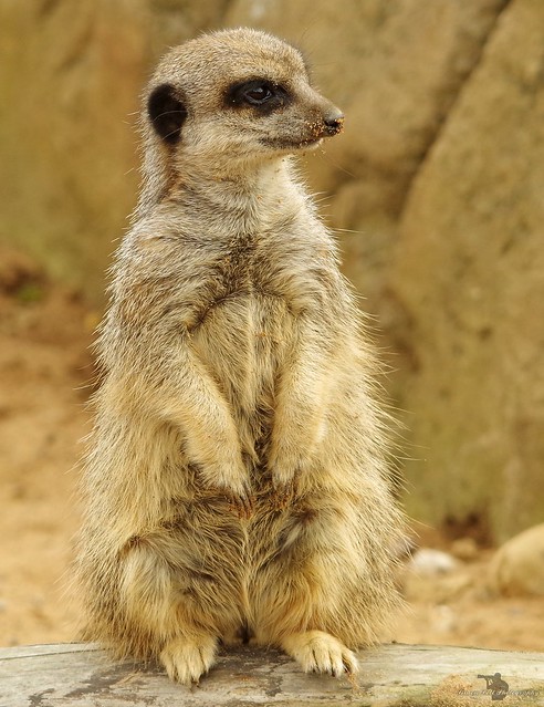 meerkat