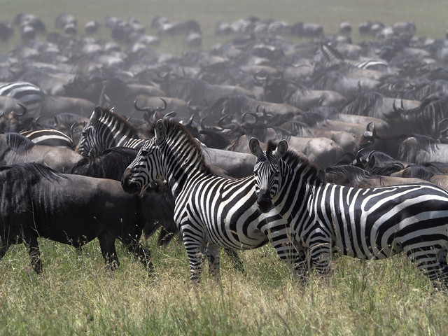 the migration in the Serengeti on the way to the Masai Mara.