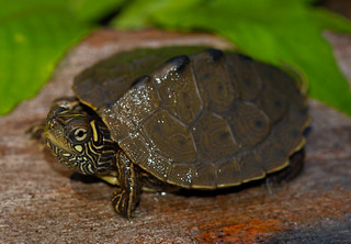 Ouachita Map Turtle (Graptemys ouachitensis) | May 27th, 201… | Flickr