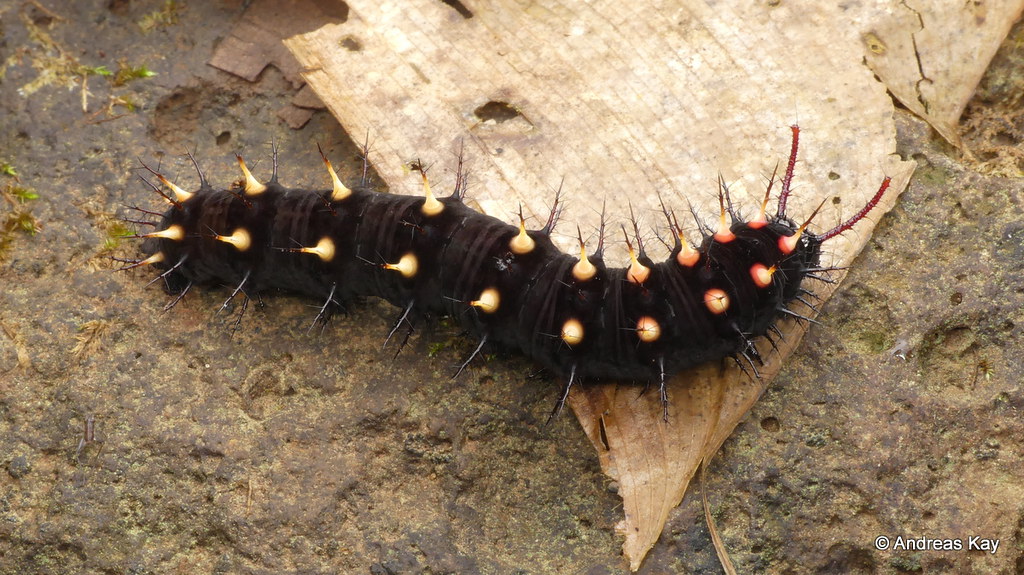 Spiny caterpillar of Malachite butterfly, Siproeta stelenes, Nymphalidae