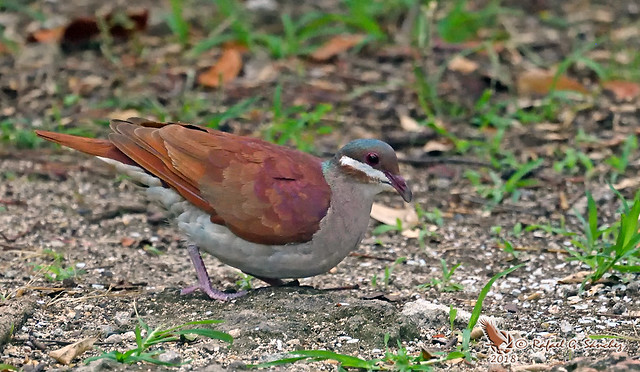 Key west quail-dove - Colombe à joues blanches - Paloma perdiz barbiqueja - Geotrygon chrysia