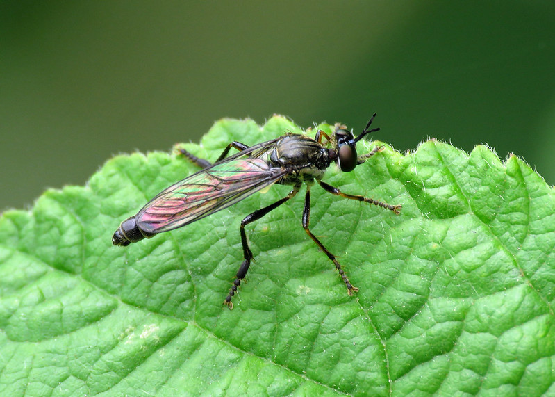 Stripe-legged Robberfly - Dioctria baumhaueri