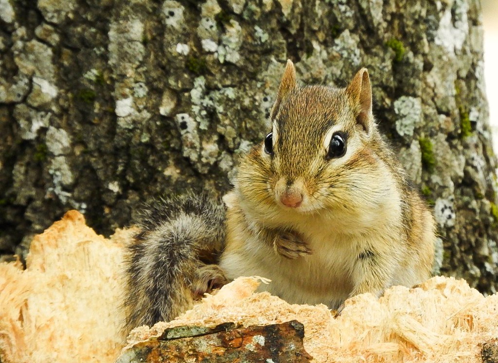 I know there are other animals that are just as cute. But sometimes it's hard to believe anything can out-cute a chipmunk.