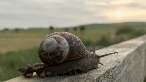 sunset snail gullane eastlothian scotland friday fence hff